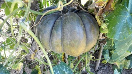 Velenje, 2015-09-01.g., nekoč je bila taka MUŠKATNA BUČA - 11kg