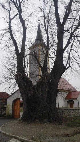 Varaždin, Nova Ves, 2016.g. LIPA vječnosti