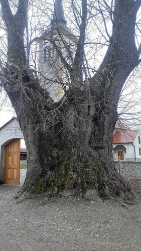 Varaždin, Nova Ves, 2016.g. LIPA vječnosti