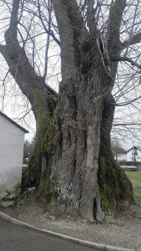 Varaždin, Nova Ves, 2016.g. LIPA vječnosti