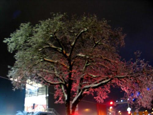 Velenje, 2014-02-04.g., ZLOČESTA ZIMSKA LJEPOTA