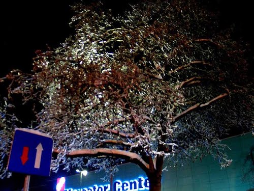 Velenje, 2014-02-04.g., ZLOČESTA ZIMSKA LJEPOTA