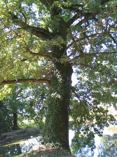 Sveti Križ - Začretje, 2013-08-02.g., veliki ribnjak stoljetni hrastovi.