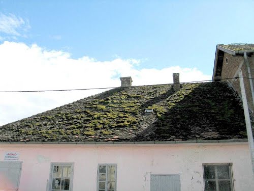 Donji mosti 2013-04-13.g., kuče i ljudi stoljeća