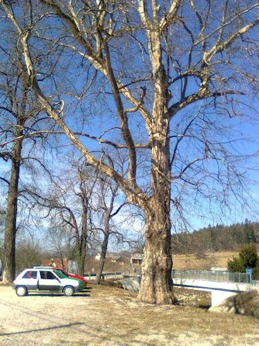 Vojnik, Višnja vas 2012-03-02, drevo pri graščini