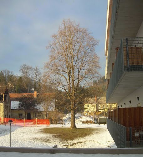 Radlje ob Dravi 2011-01-23.g. domačija in hmeljarna v mestu - posljednji dnevi