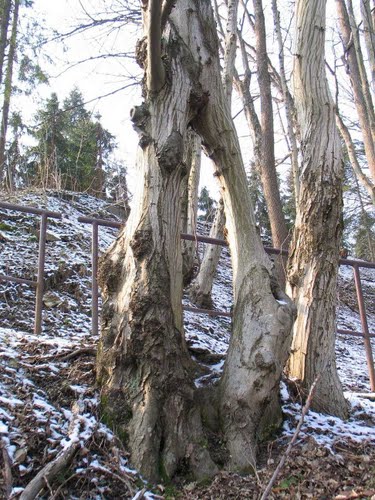 Trbovlje - Gabersko 2011-02-23.g., što sve može priroda da nam dočara