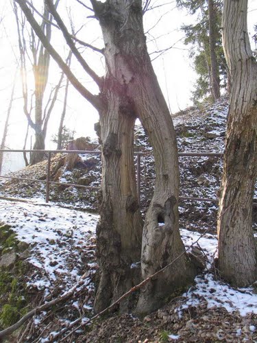 Trbovlje - Gabersko 2011-02-23.g., što sve može priroda da nam dočara