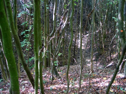 Mertvi Jarek 2010-10-09.g.: šumski kanal komunističkih žrtava