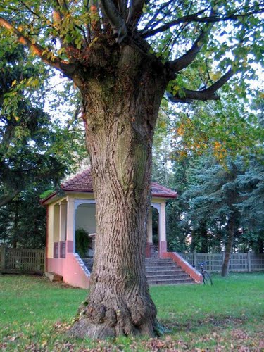 Vratišinec 2010-09-08.g.: ljepote prirode u katoličkom dvorištu