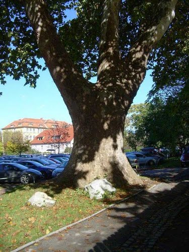 Celje 2010-10-21.g.: ljepote prirode u centru grada