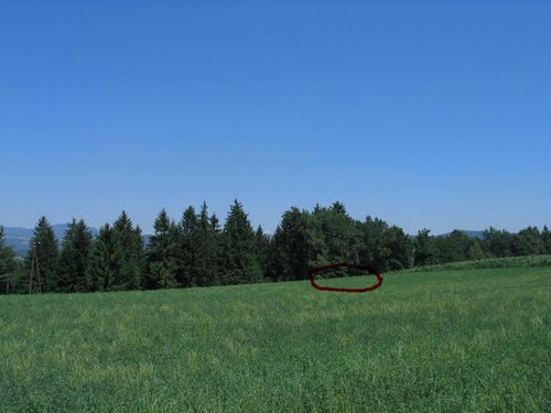 Šoštanj - Gorica 2010-07-22., pred hrastom v njivi grobnica