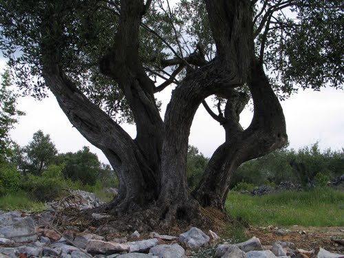 Dalmacija svibnja 2008.: masline stoljeća (Trogir - Rogoznica)