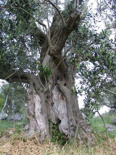 Dalmacija svibnja 2008.: masline stoljeća (Trogir - Rogoznica)