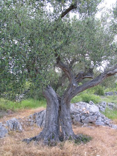 Dalmacija svibnja 2008.: masline stoljeća (Trogir - Rogoznica)