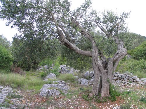 Dalmacija svibnja 2008.: masline stoljeća (Trogir - Rogoznica)