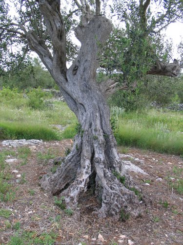 Dalmacija svibnja 2008.: masline stoljeća (Trogir - Rogoznica)