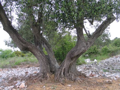Dalmacija svibnja 2008.: masline stoljeća (Trogir - Rogoznica)