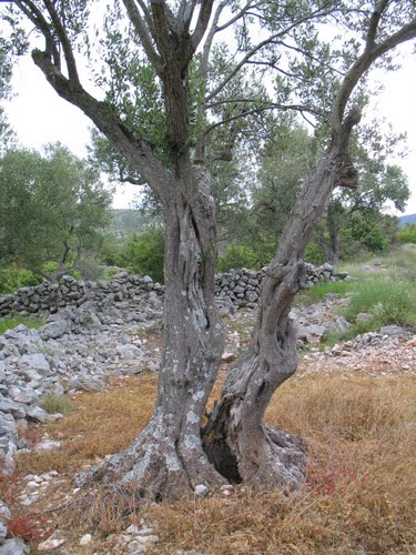 Dalmacija svibnja 2008.: masline stoljeća (Trogir - Rogoznica)