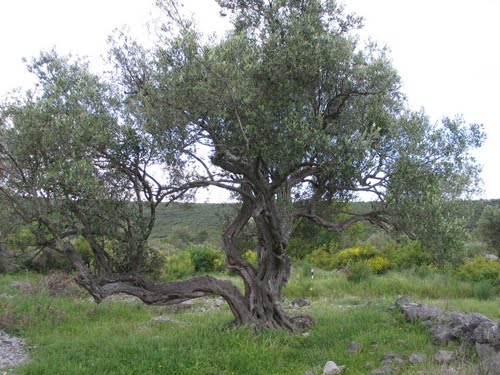 Dalmacija svibnja 2008.: masline stoljeća (Trogir - Rogoznica)