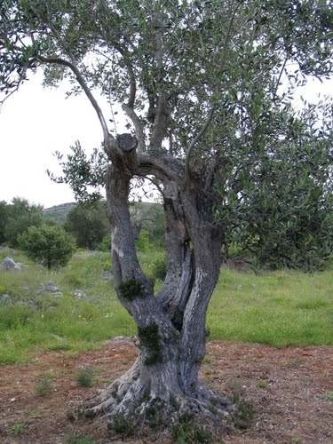 Dalmacija svibnja 2008.: masline stoljeća (Trogir - Rogoznica)