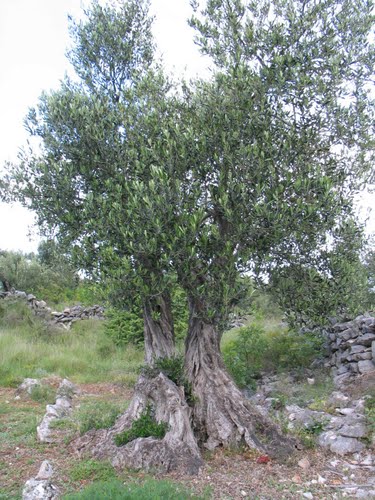Dalmacija svibnja 2008.: masline stoljeća (Trogir - Rogoznica)