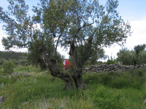 Dalmacija svibnja 2008.: masline stoljeća (Trogir - Rogoznica)