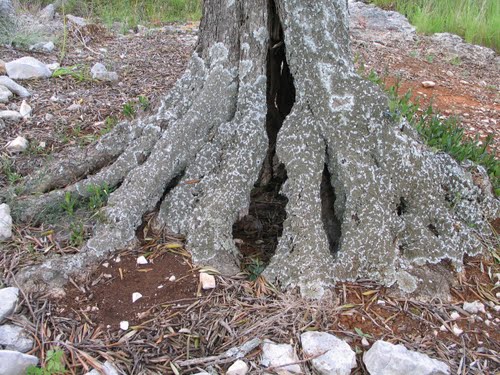 Dalmacija svibnja 2008.: masline stoljeća (Trogir - Rogoznica)