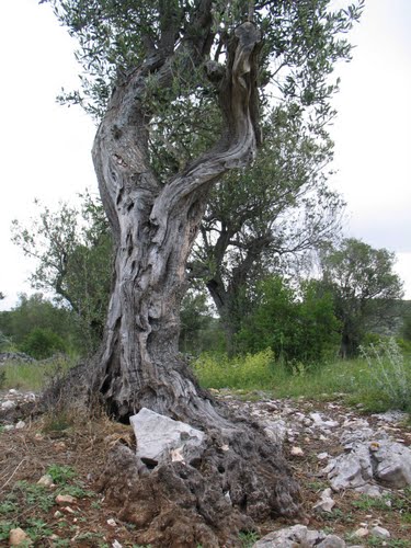 Dalmacija svibnja 2008.: masline stoljeća (Trogir - Rogoznica)