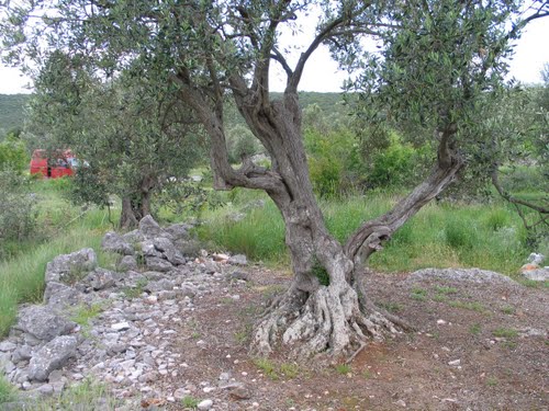 Dalmacija svibnja 2008.: masline stoljeća (Trogir - Rogoznica)