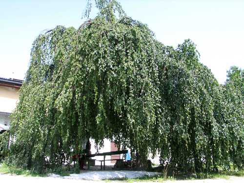 Velenje (2006.leta) edinstvena bukev v Šaleški dolini