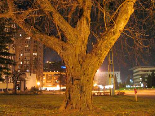 Velenje (2007.leta) "dober večer gospod" (poišči obraz na steblo)