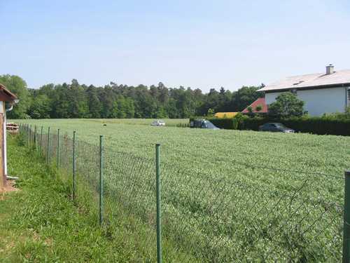 Kidričevo - Apače (2005-06-03.g.): na tem polju je bilo taborišče, kjer so mnogi umrli